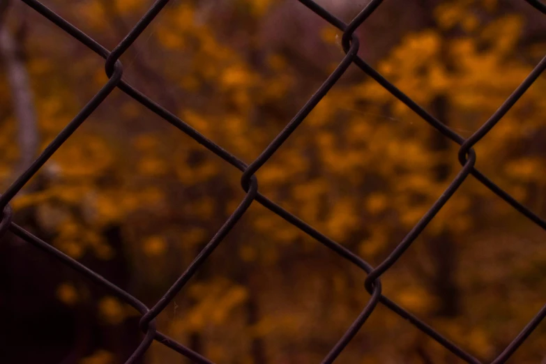 a small bird perched on a chain link fence