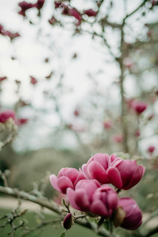 a tree filled with lots of pink flowers