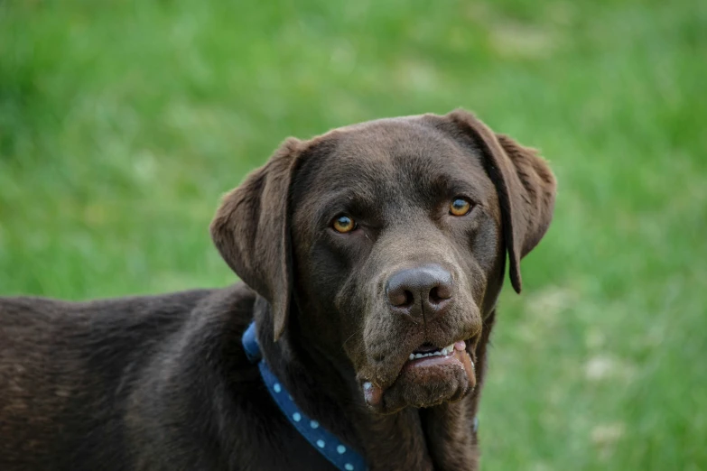 a dog with a blue collar is standing in the grass