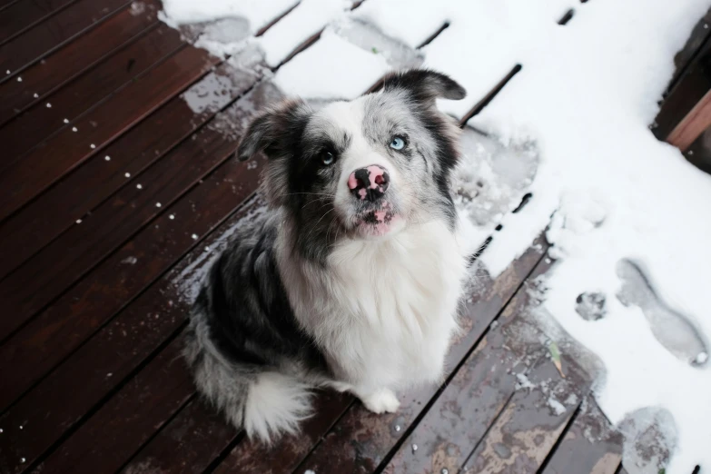 a black and white dog with a red nose looking up