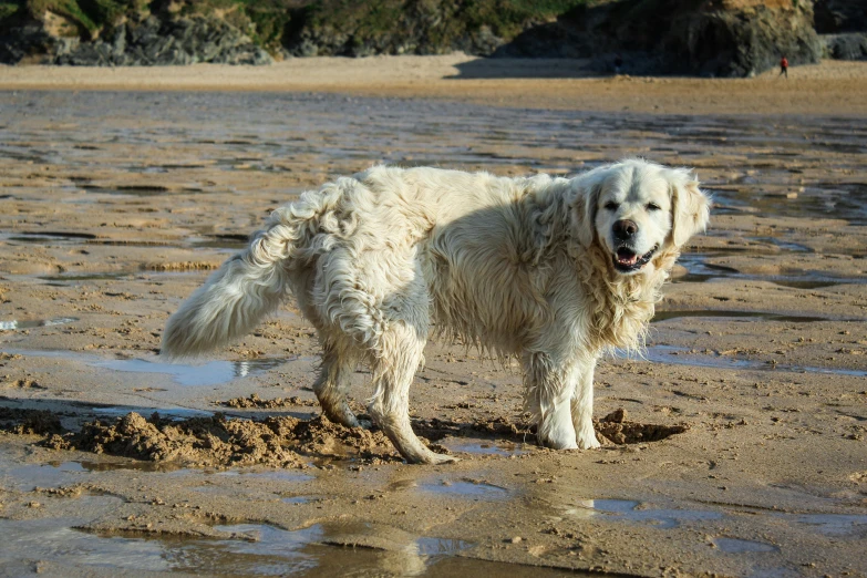 a large white dog standing in a wet beach