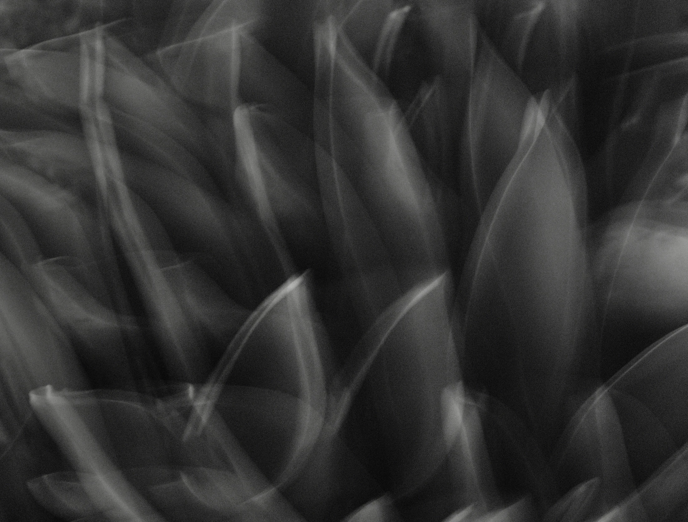 abstract black and white pograph of leaves from plant material