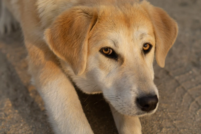 the light colored dog has an eye patch on it's forehead