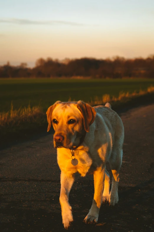 a dog is walking on a leash along a country road