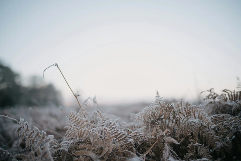 a bunch of frosty plants on the ground