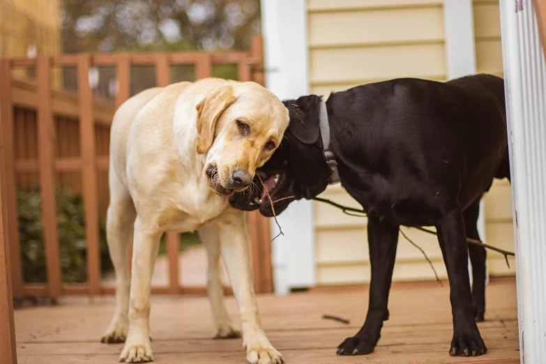 two dogs fight with each other in the house