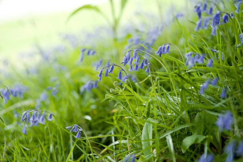 closeup of green grass with blue flowers in the foreground