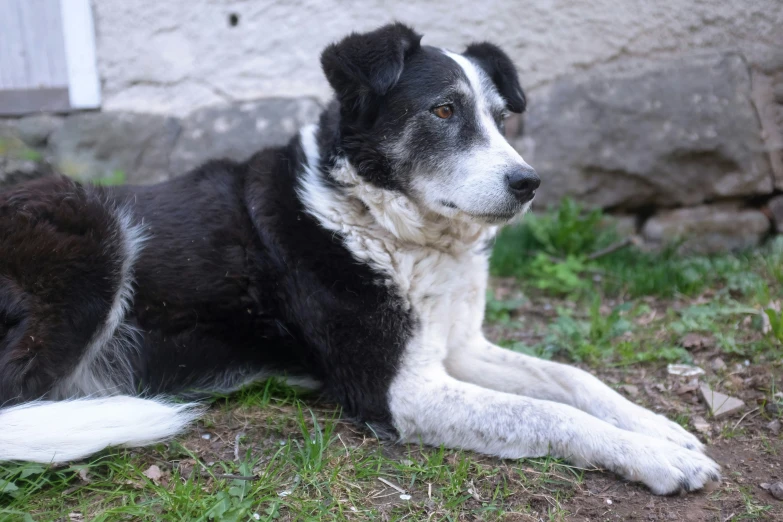 a dog sitting on the ground in a yard