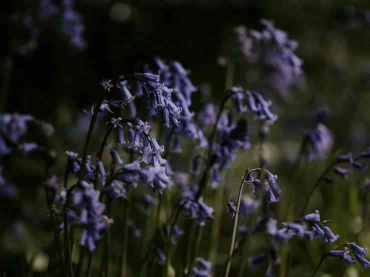 blue flowers are growing out of the ground