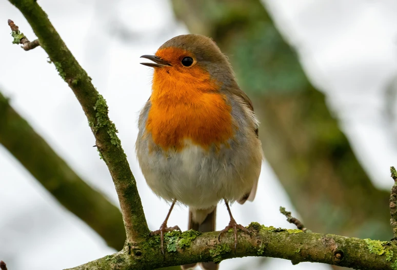 a bird that is standing on a nch