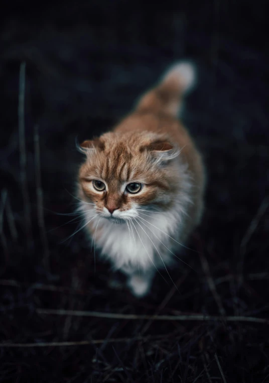 small cat sitting in grassy field looking intently
