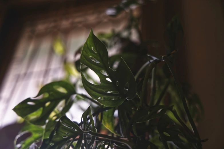 plants, like this one in the houseplant, are highly thick