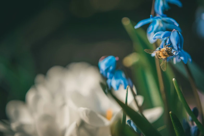 a small bee crawling into the center of some white flowers