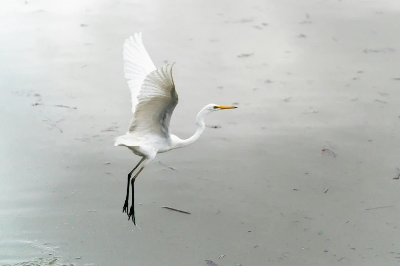 a white heron flying over the water on a foggy day