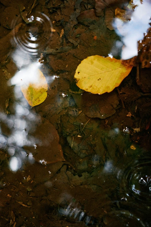 the leaves in the water are very colorful