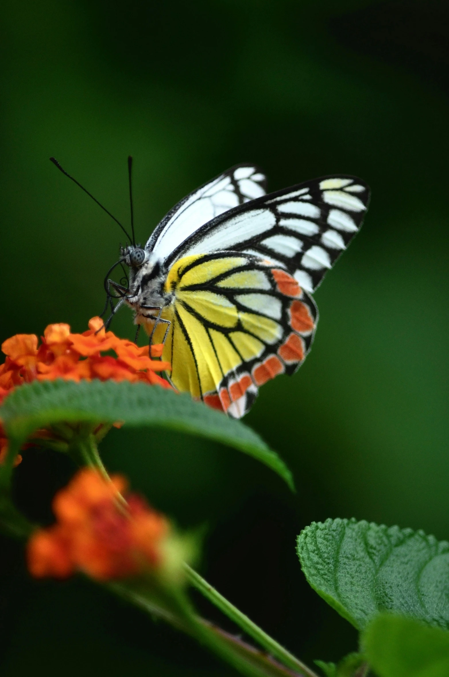 an insect is standing on a flower in the garden