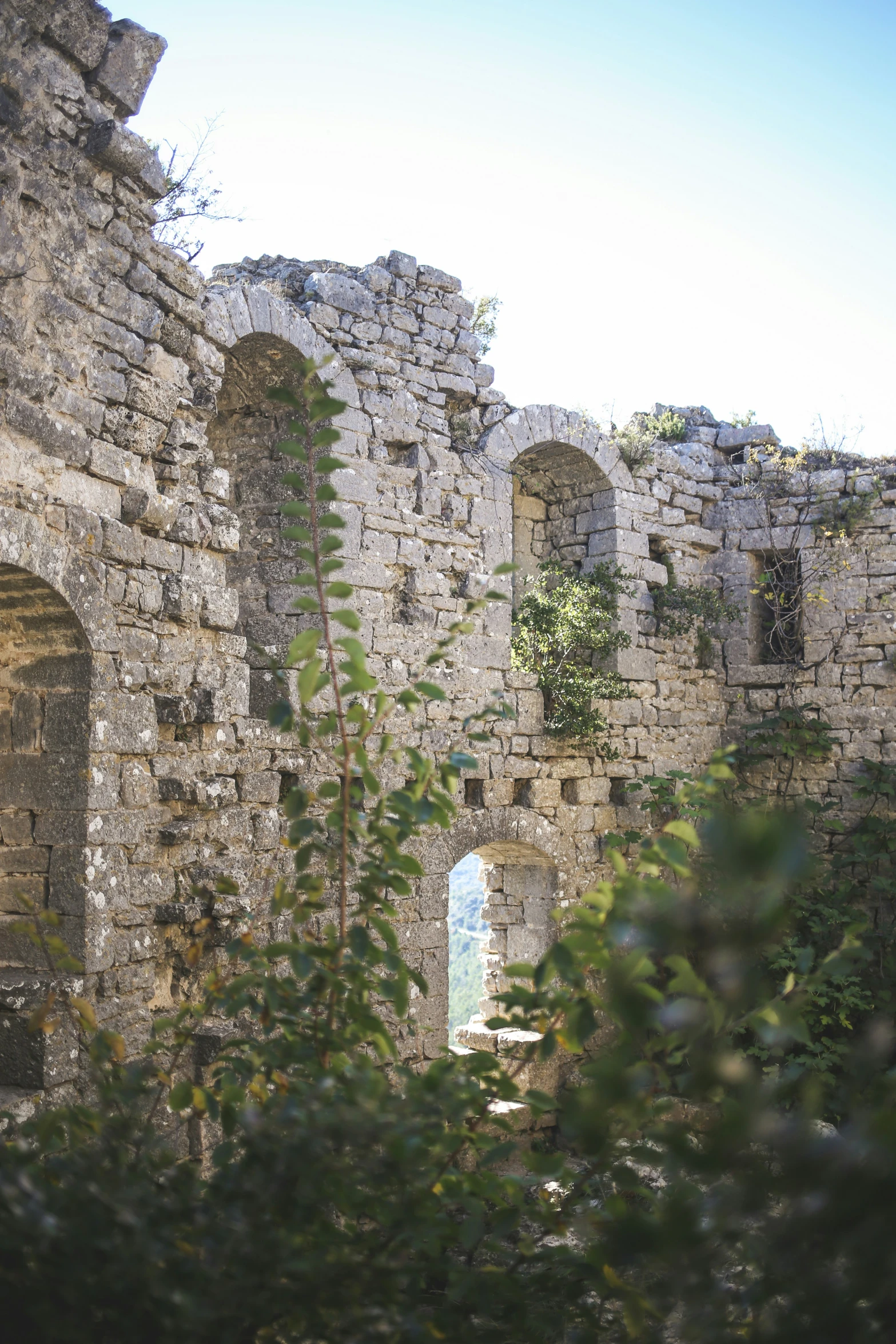 an abandoned castle in the woods with only plants in sight