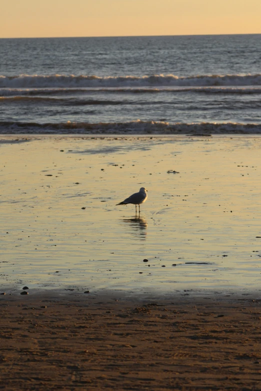 a seagull is standing on the beach in the sunlight