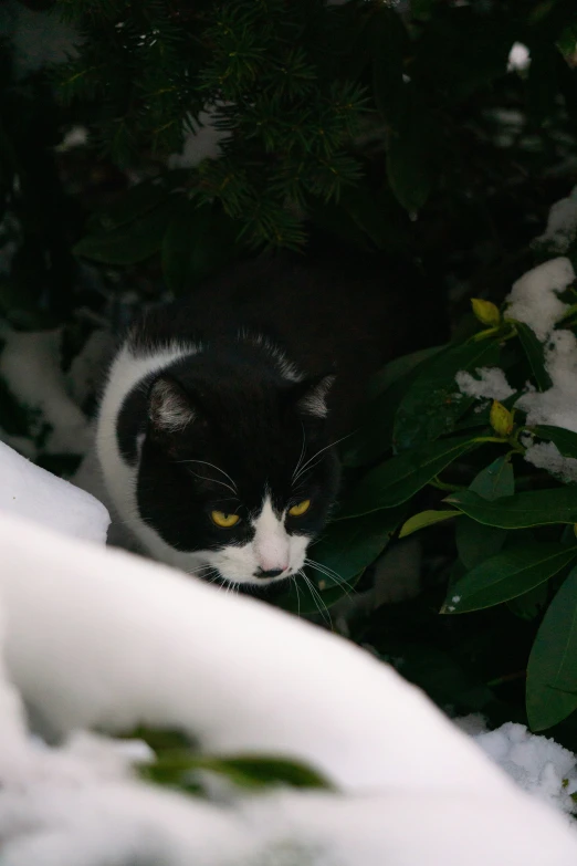 a cat looking down while walking in the snow