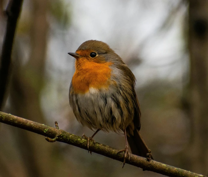 small bird sitting on nch in the sun