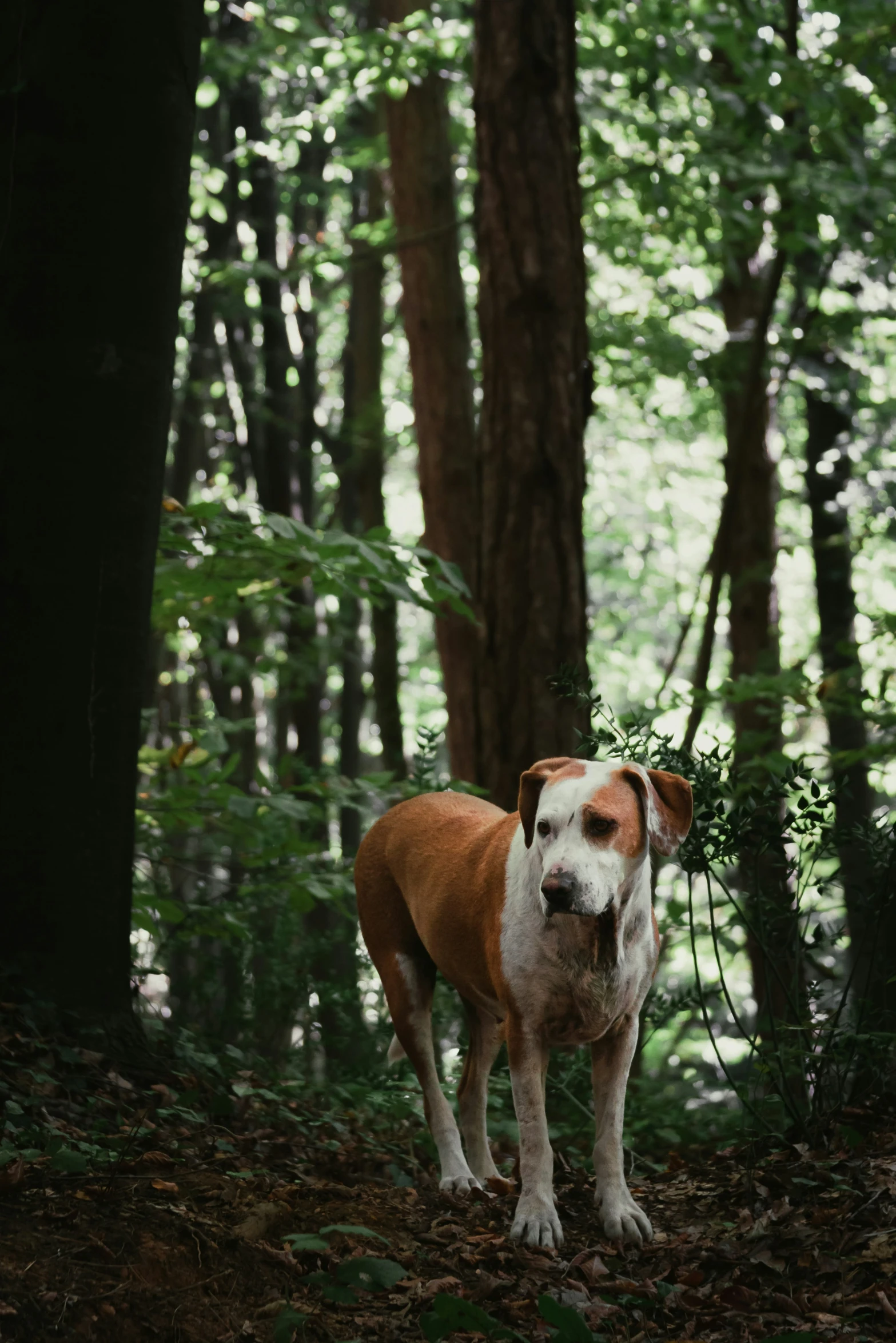 dog in the woods looking at the camera