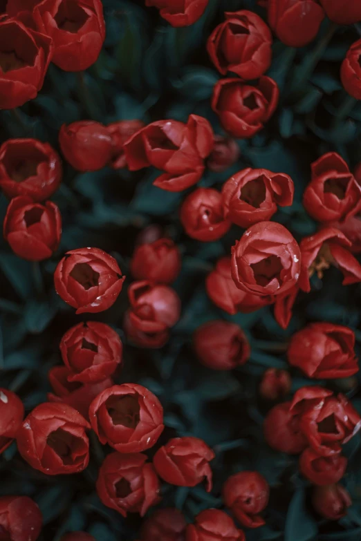 red flowers that are near one another