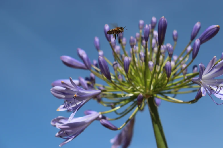 a bee flying over a bunch of purple flowers