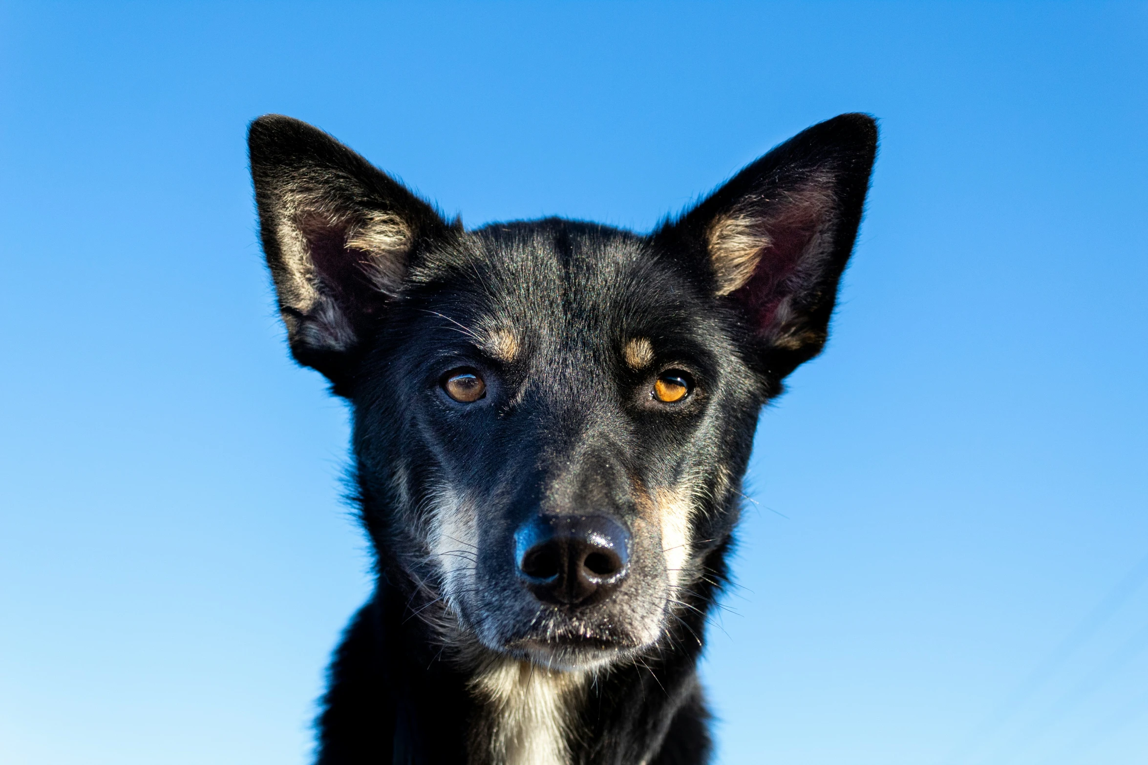 an adult black and brown dog looking at the camera