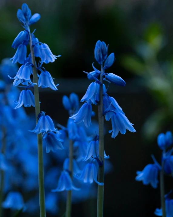 these are very bright blue flowers on a stem