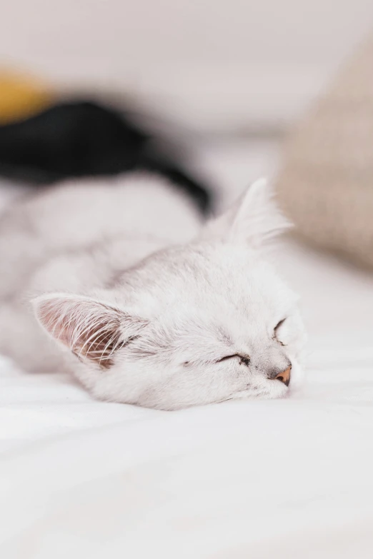 a small white cat is sleeping on a bed