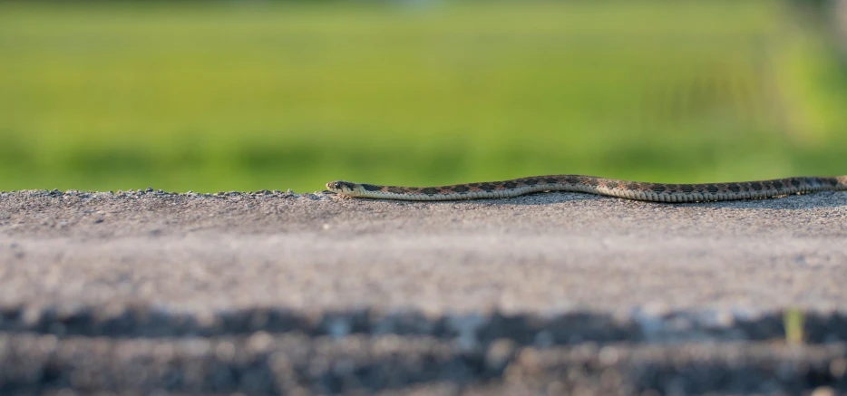 a small brown and white snake on a road