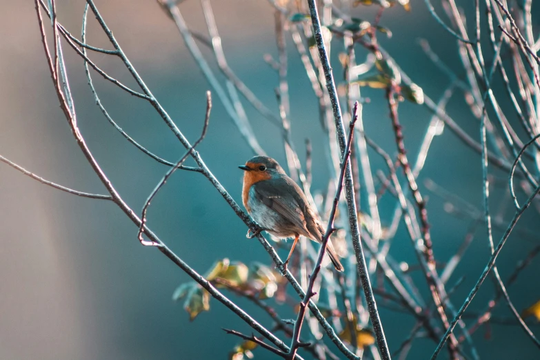 a small bird perched on a thin nch of tree