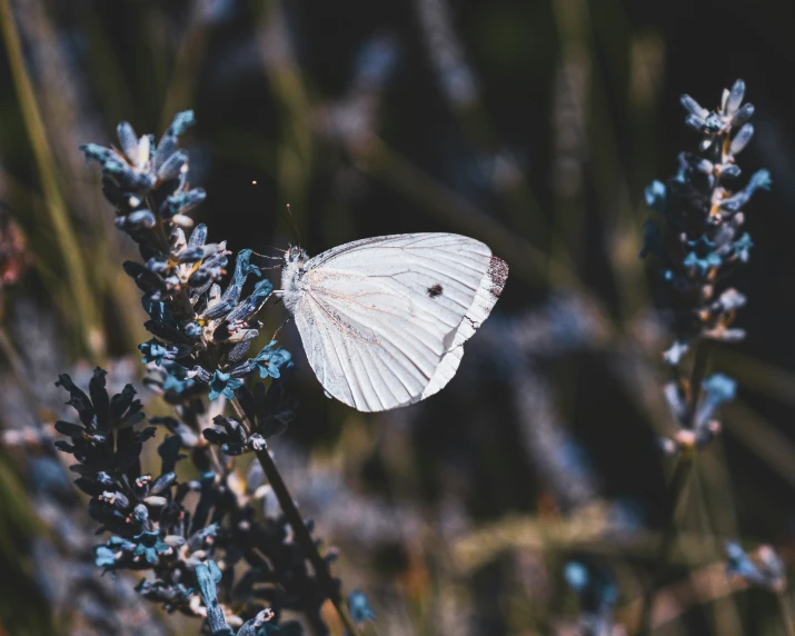 a white erfly on purple plants with green stems