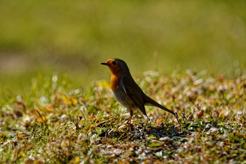small bird perched on a field of grass