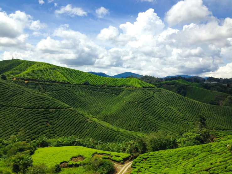 some hills with green tea plants and clouds in the sky