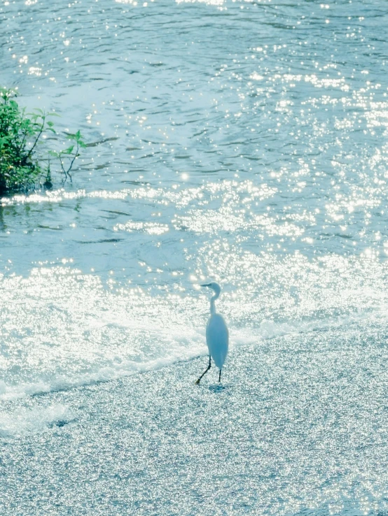 a small bird is walking in shallow water