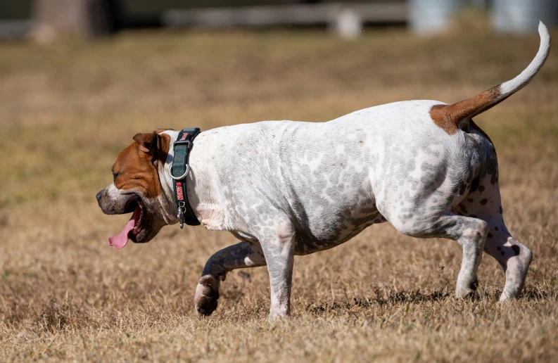 a white dog running with its tongue out in the field