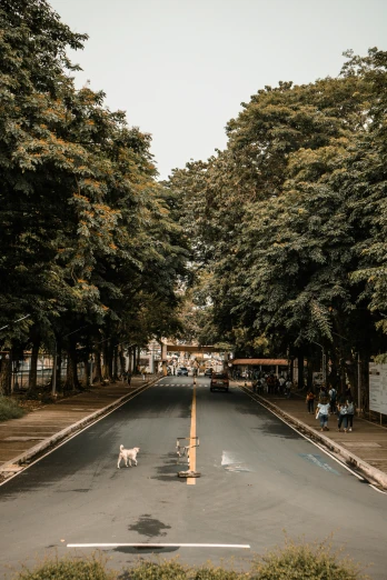 three dogs walking down the street between two trees