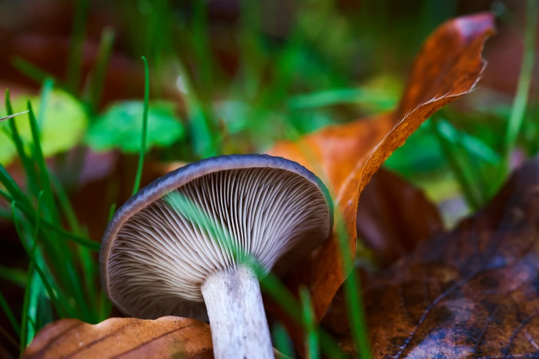 an image of a mushroom in the grass