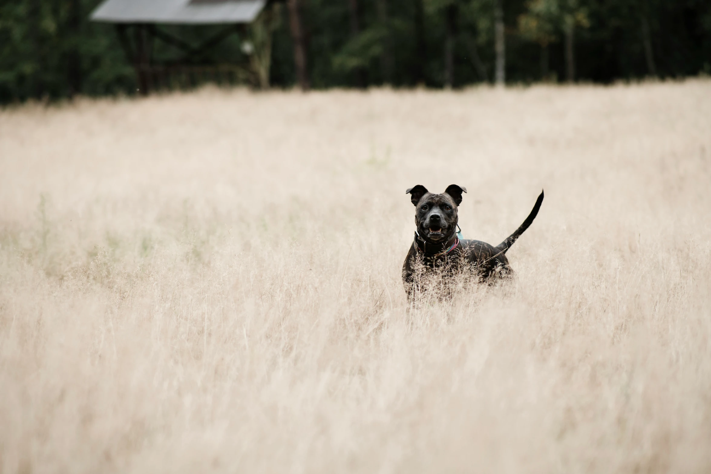 black dog in a field with a fence and woods behind