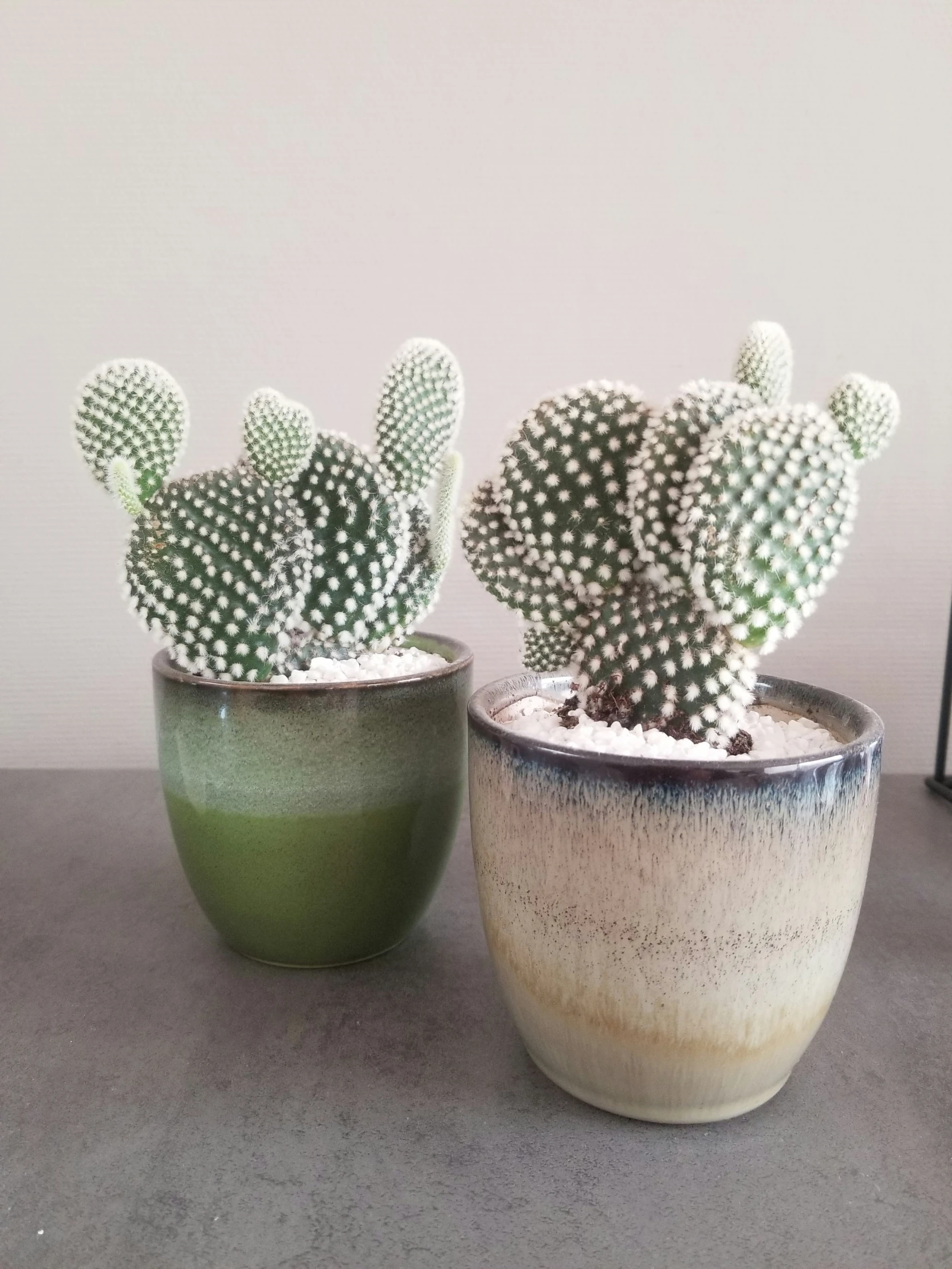 two potted plants sitting next to each other