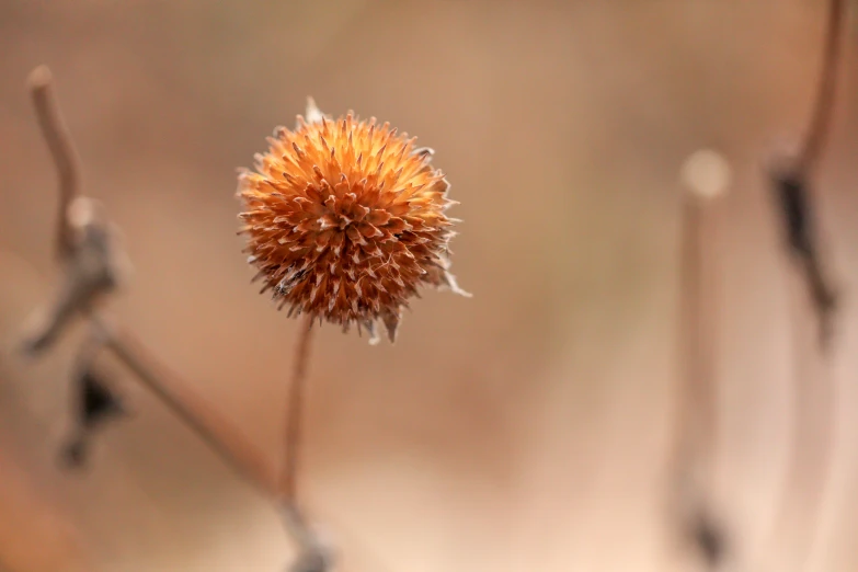 a picture of a flower that has just turned orange