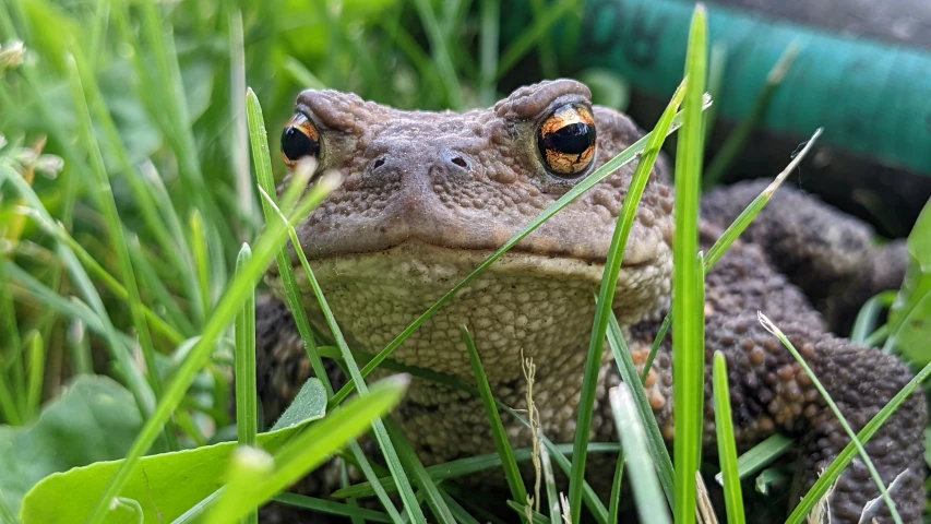 a close up of a frog looking through tall grass