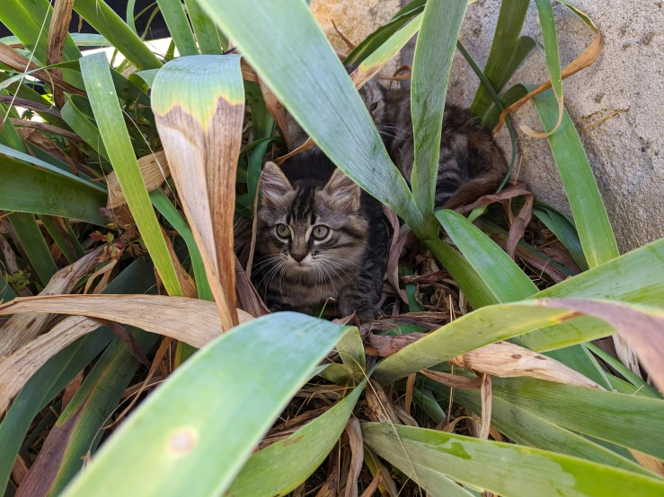 a small cat is hiding behind some leaves