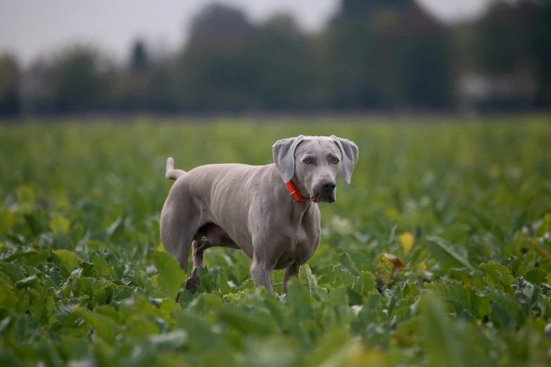 a big dog standing in the middle of a field