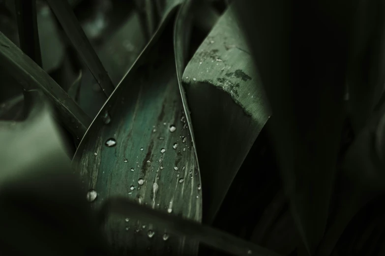 some water drops that are on the leafs