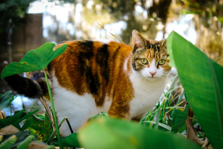 a cat standing behind large green leaves in the woods