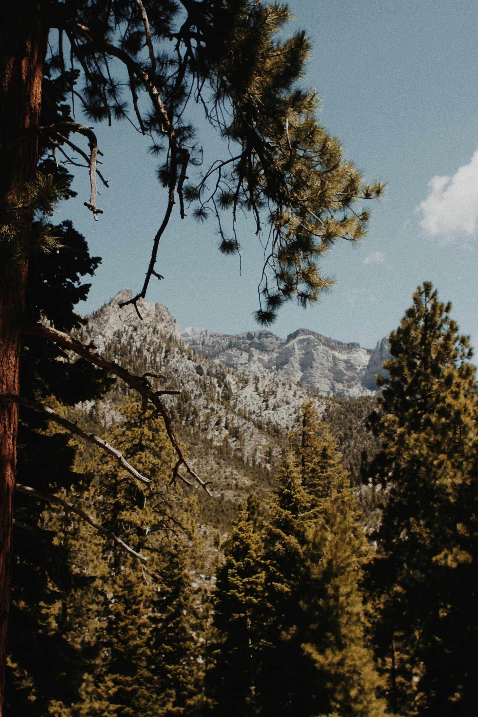 trees and mountains are near the grass in the field