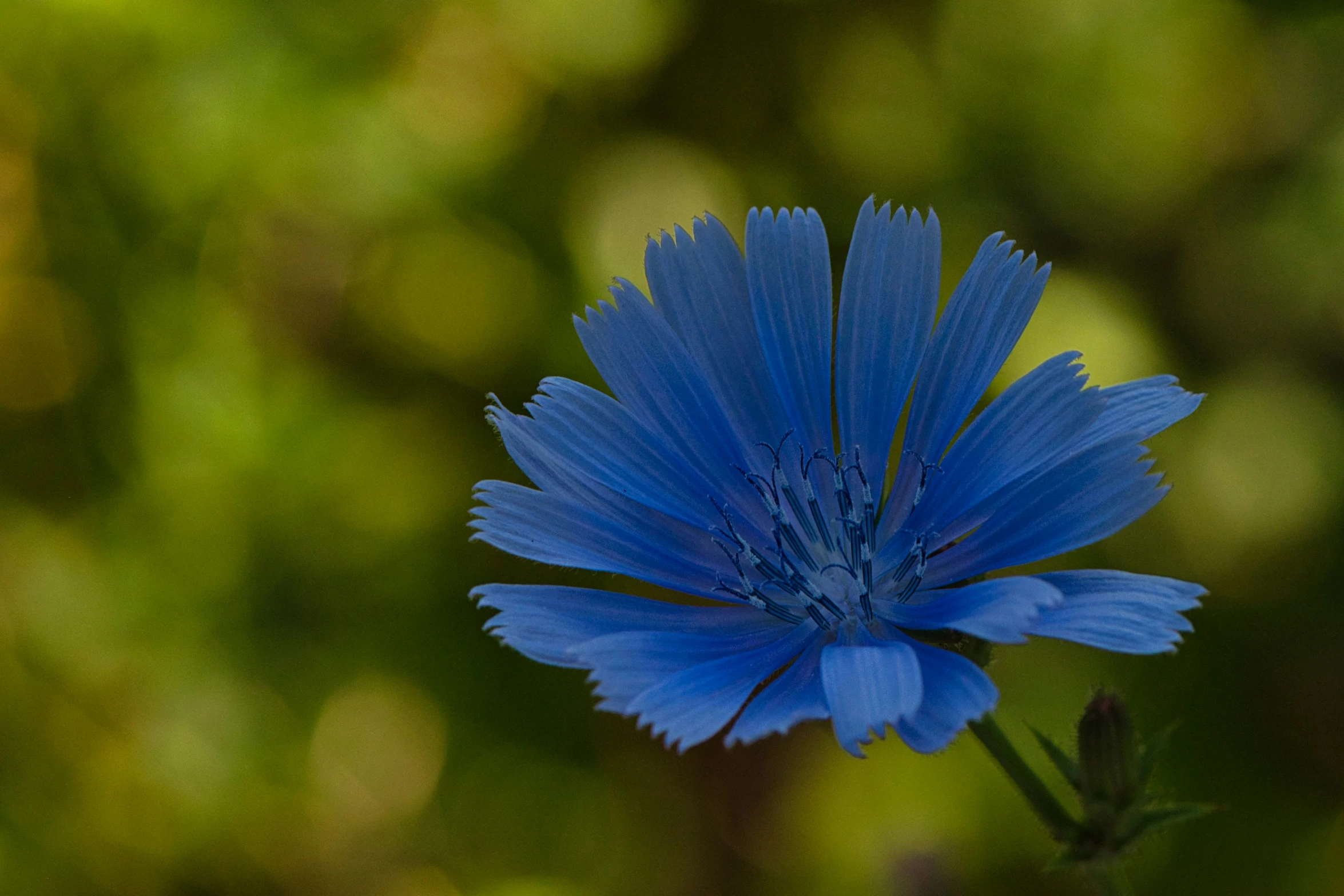 a blue flower is in a plant in front of some green plants