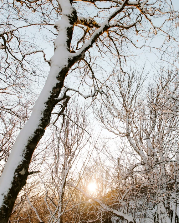 a snowy tree with sun coming out from behind it